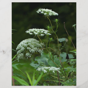 Fleur sauvage de dentelle de la reine Anne en été