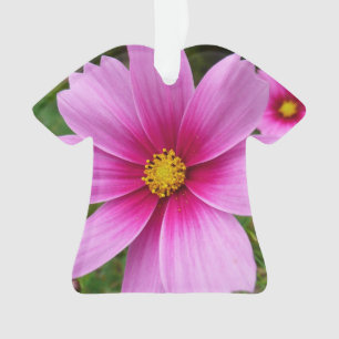 Fleur sauvage de fleurs Cosmos roses