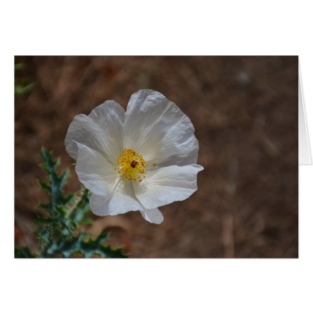 Fleur sauvage du désert blanc (Devant horizontal)