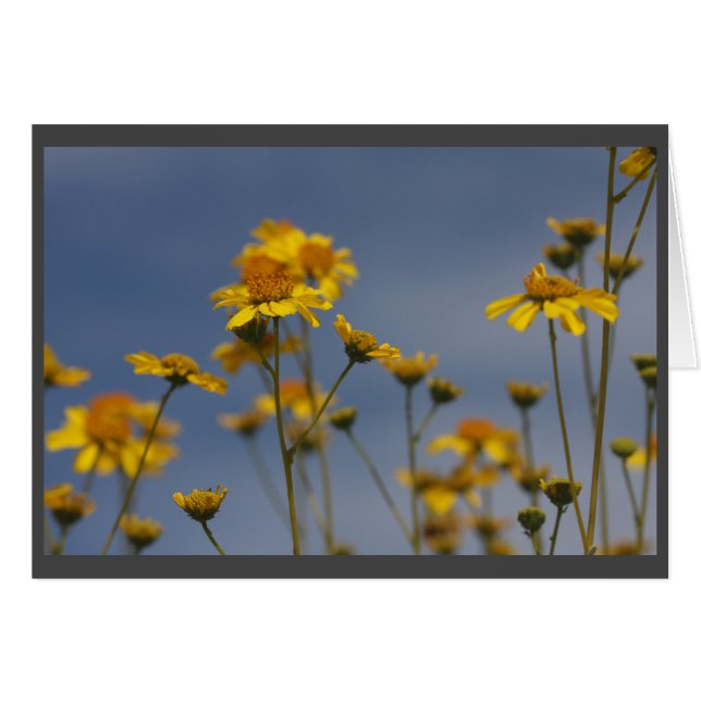 Fleur sauvage du désert jaune (Devant horizontal)