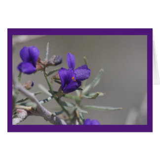 Fleur sauvage du désert pourpre