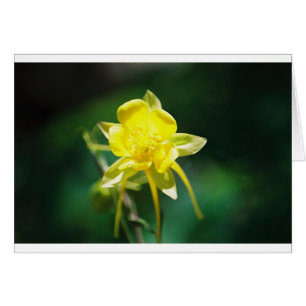Fleur sauvage jaune de Columbine