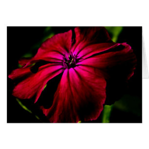Fleur sauvage violette gccnm
