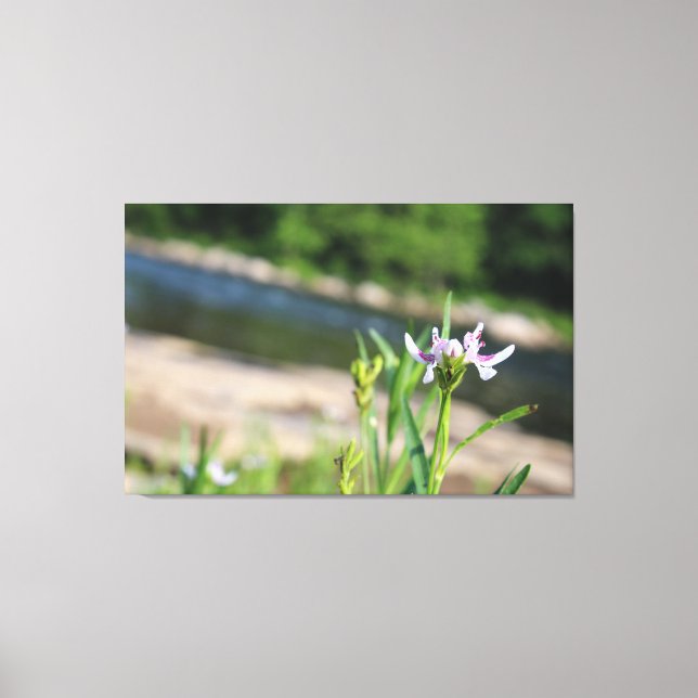 Fleur soutenue par la toile de rivière Imprimer (Recto)