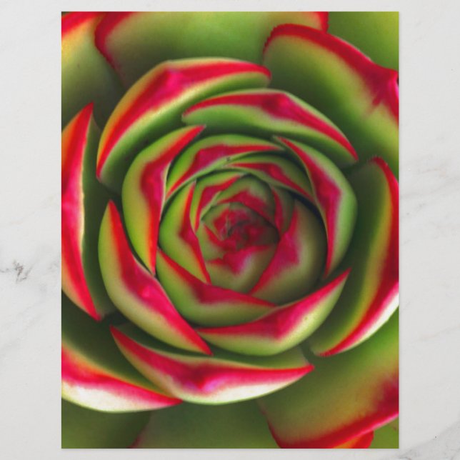 Fleur spirale verte rouge (Devant)