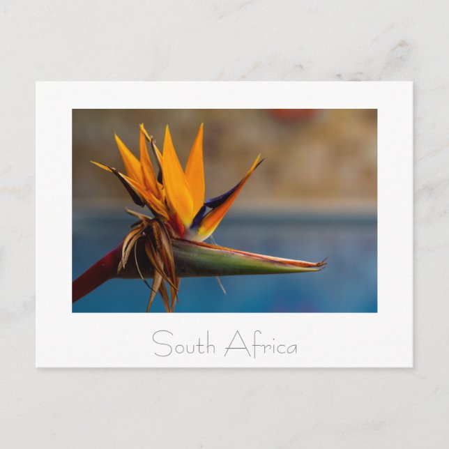Fleur Strelitzia Afrique du Sud Carte postale Natu (Devant)