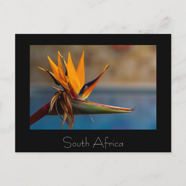 Fleur Strelitzia Afrique du Sud Carte postale Natu (Devant)