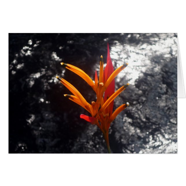 fleur tropicale (Devant horizontal)