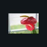Fleur tropicale d'Anthurium rouge sur toile envelo<br><div class="desc">La lumière du soleil danse dans cette magnifique anthurium fleurie qui se dresse près d'une fenêtre. La couleur rouge et verte vibrante de cette fleur en forme de coeur capte l'attention du spectateur.</div>