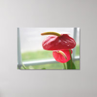Fleur tropicale d'Anthurium rouge sur toile envelo