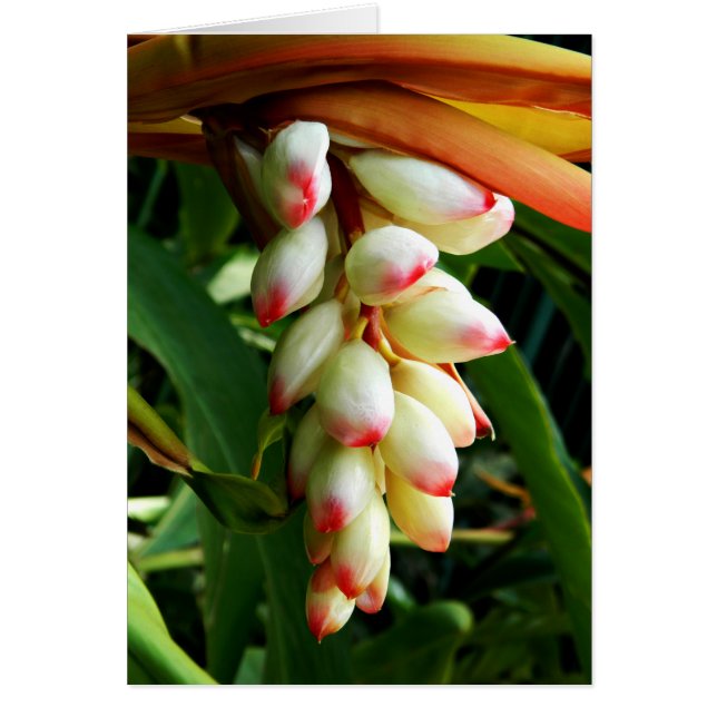 Fleur tropicale exotique luxuriante (Devant)