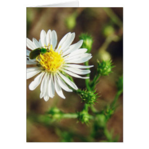 Fleur verte et blanche et blanc d'insectes à l'int