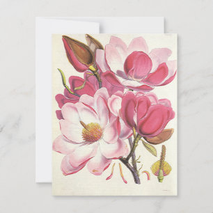 Fleur vintage de Magnolia Arbre, Fleurs Roses Du J