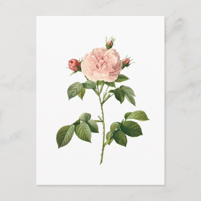 Fleur Vintage, Rose Rose par Redoute Carte Postale (Devant)