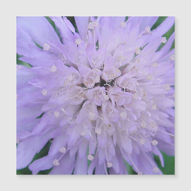 Fleur violette (Devant)