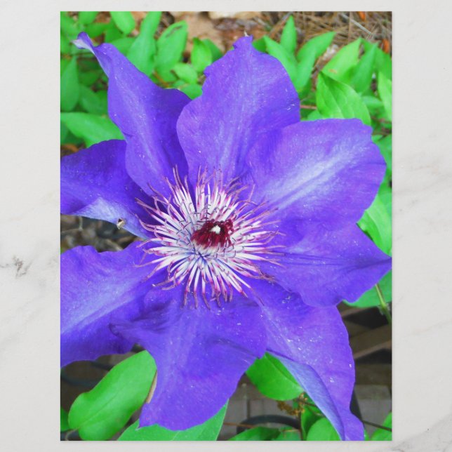 Fleur violette Clematis (Devant)