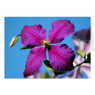 Fleur violette Clematis