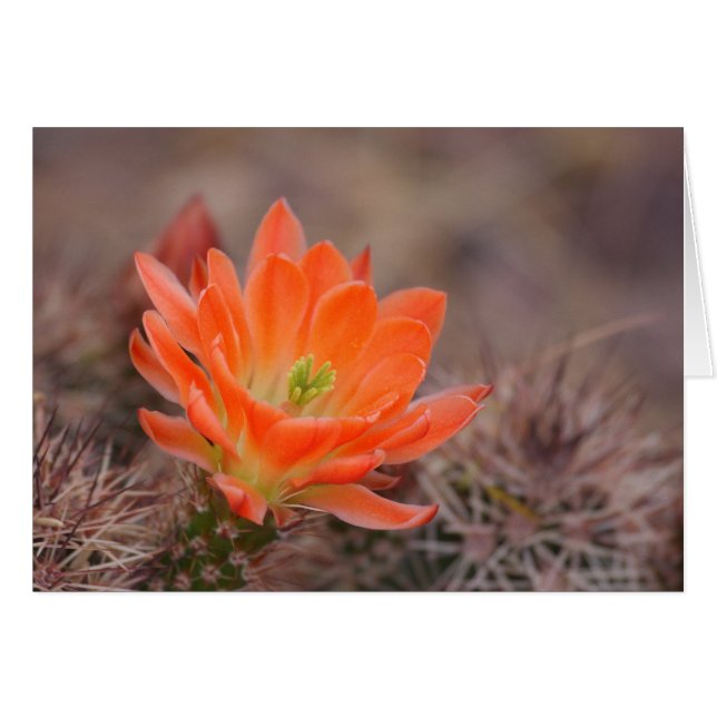fleurir dans la carte orange (Devant horizontal)