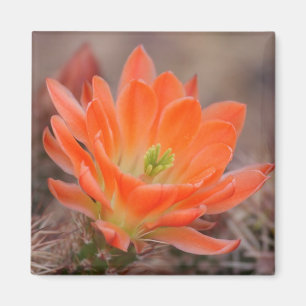 fleurir en aimant orange