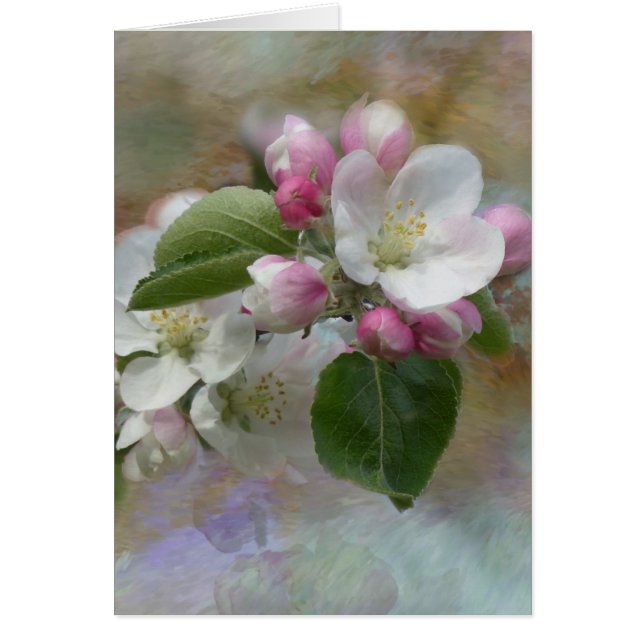 Fleurit de l'arbre Apple (Devant)