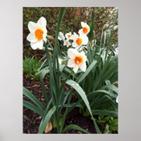 fleurs 1 affiche