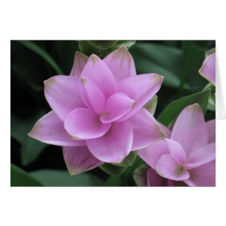 Fleurs à Longwood Gardens