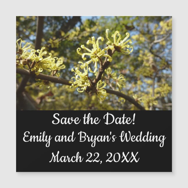 Fleurs à puces de sorcière (Devant)