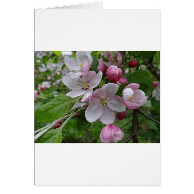 Fleurs Apple Blossom rose Motif Art (Devant)
