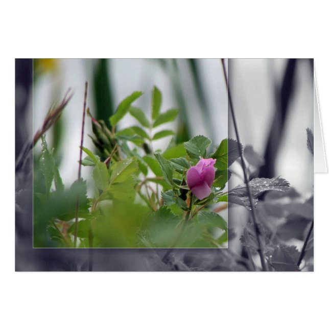 Fleurs au bord du lac - Rose (Devant horizontal)