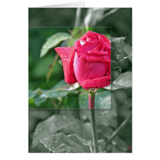 Fleurs au bord du lac - Rouge Rose Bud (Devant)