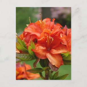FLEURS AZALÉES 14 Cartes Azalées Orange Cadeaux Mu