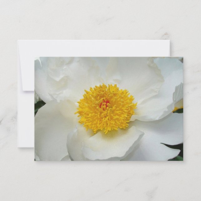 Fleurs béantes (Devant)