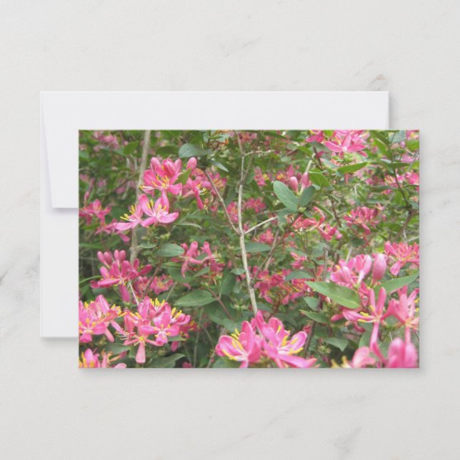 Fleurs Bienheureuses (Devant)