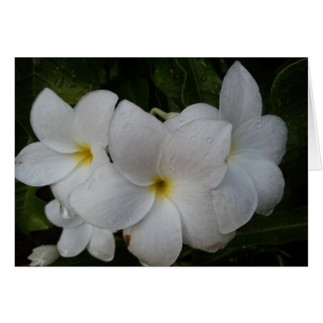 Fleurs blanches (Devant horizontal)