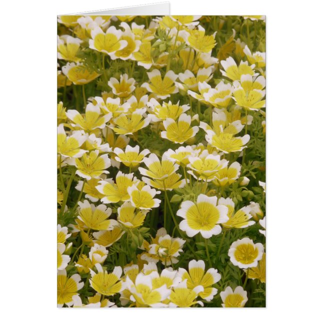 Fleurs blanches d'or soleil (Devant)