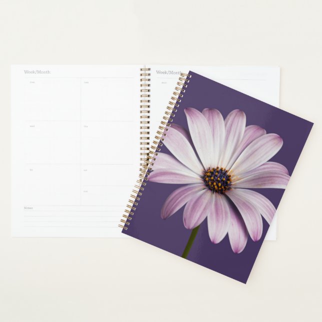 Fleurs | Blancs et marguerites (Devant avec enveloppe)