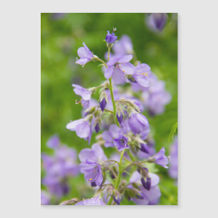 Fleurs bleues délicates sur un champ vert dans un 