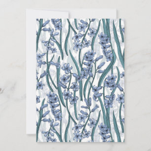 Fleurs Blue Hyacinth sur blanc