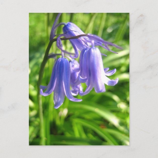 Fleurs Bluebell - Carte postale (Devant)