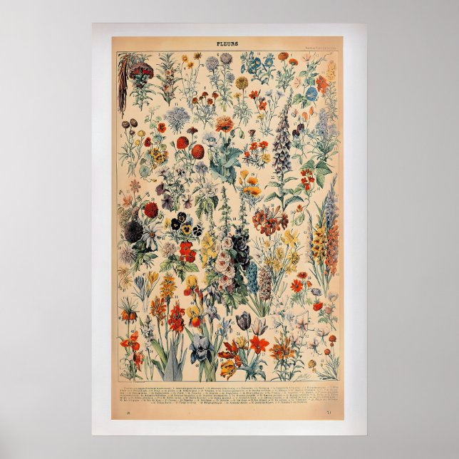 Fleurs by Adolphe Millot  Vintage Botanical Poster (Devant)