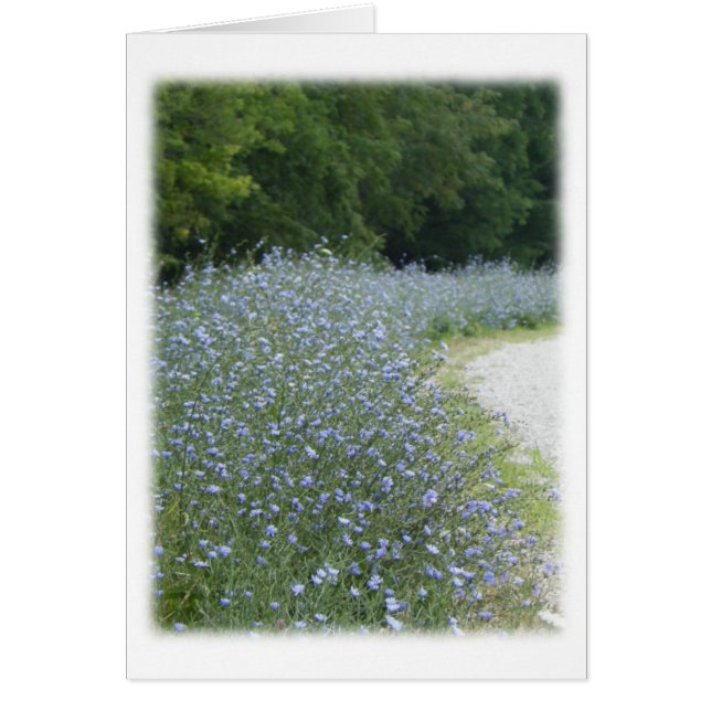 Fleurs chicorées Carte de remerciements vierge (Devant)