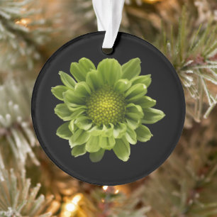Fleurs   Chrysanthème vert