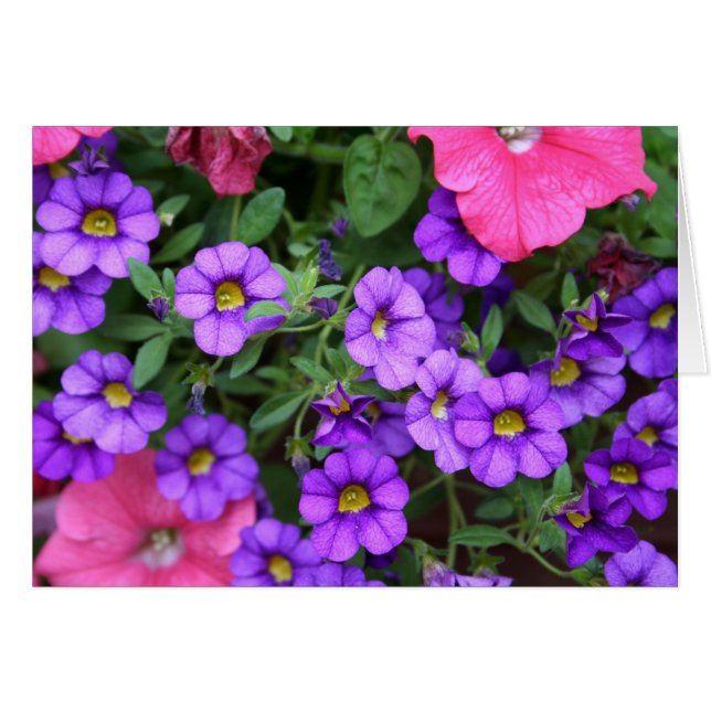 [Fleurs colorées] Carte Calibrachoa violet (Devant horizontal)