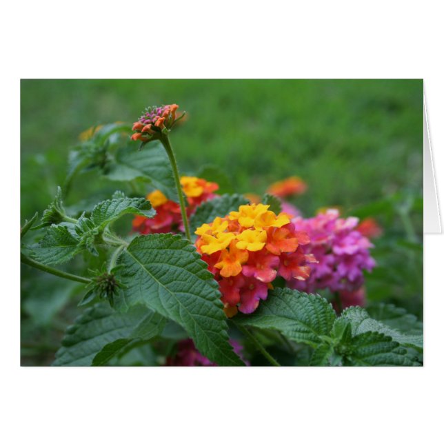 [Fleurs colorées] Lantana camara - Carte de voeux (Devant horizontal)