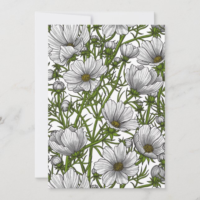Fleurs cosmos blanches (Devant)