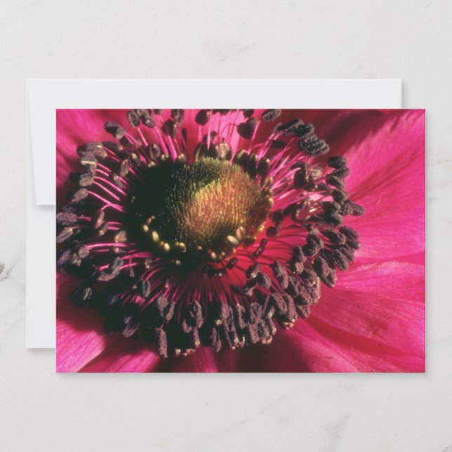 Fleurs d'anémone rouge (Devant)