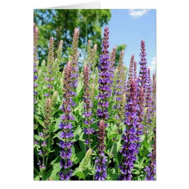 Fleurs dans le ciel (Devant)