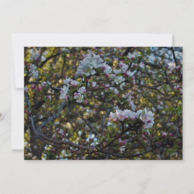 Fleurs d'Apple (Devant)
