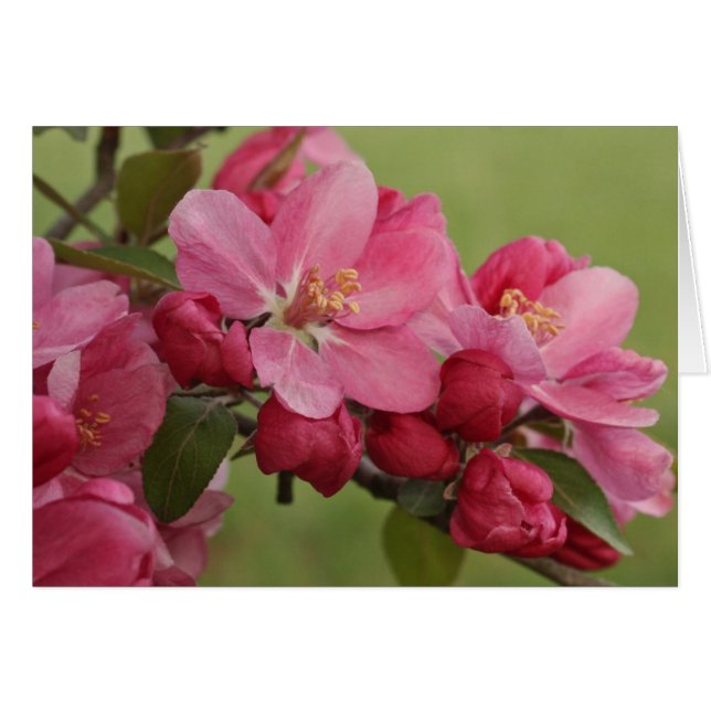 Fleurs d'Apple (Devant Horizontal)