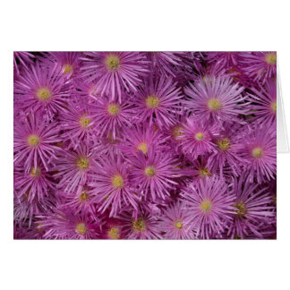 Fleurs d'aster violet